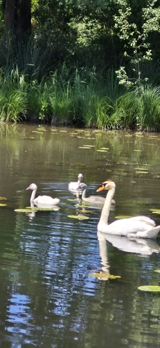 Mute Swan