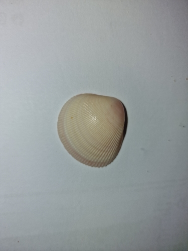 Common Southern Cockle