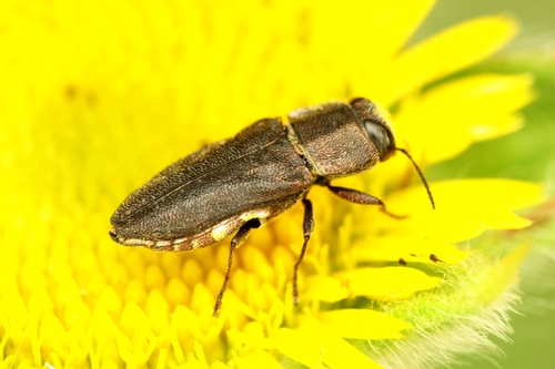 Anthaxia confusa