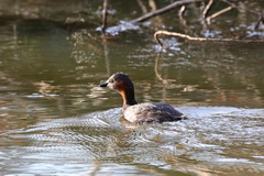 Tachybaptus ruficollis