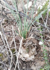 Ornithogalum juncifolium