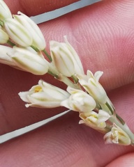 Ornithogalum juncifolium