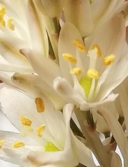 Ornithogalum juncifolium