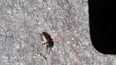 Gynandromorphus etruscus