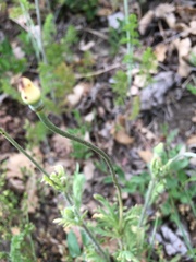 Papaver dubium dubium