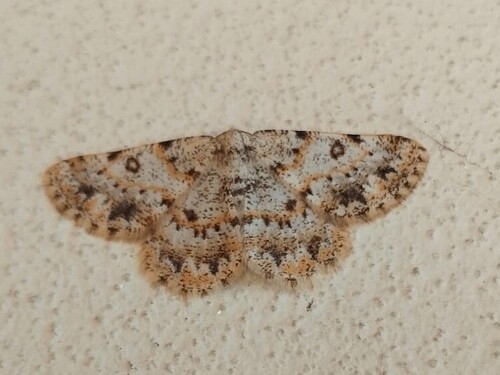 Charissa mucidaria