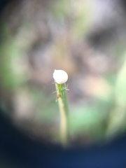 Papaver dubium dubium