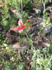 Papaver dubium dubium