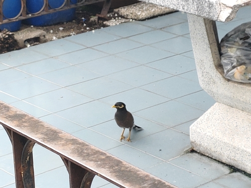 Common Myna (Common)
