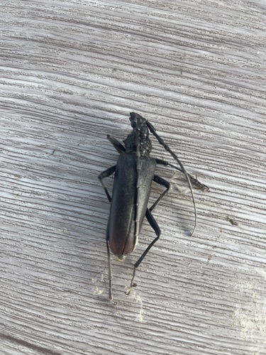 Great capricorn beetle