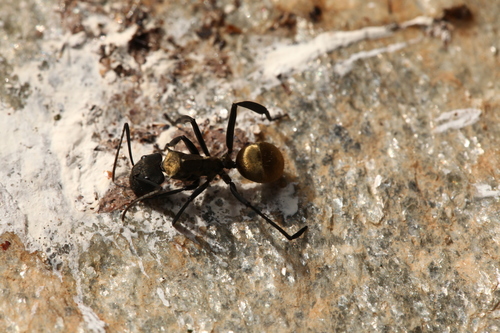 Photo of Shimmering Golden Sugar ant (Camponotus sericeiventris)
