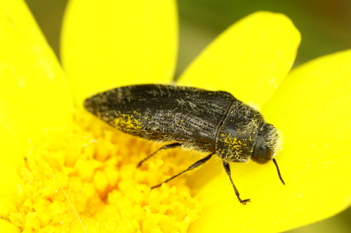 Acmaeodera cylindrica