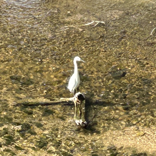 Little Egret