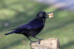 Corvus corone