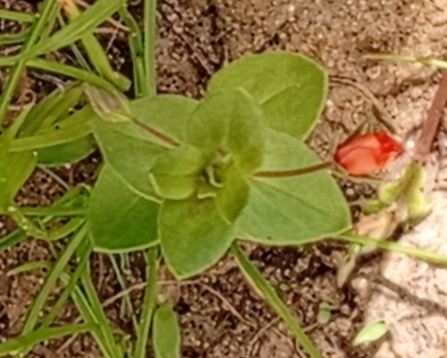 scarlet pimpernel