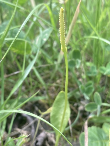 southern adder's-tongue