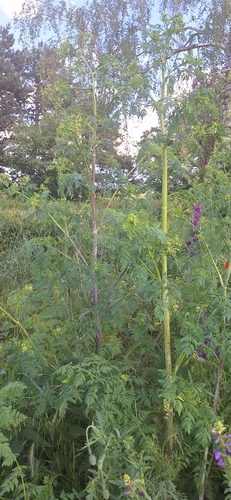 poison hemlock