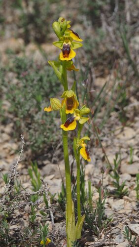 Ophrys lutea, photograph 3