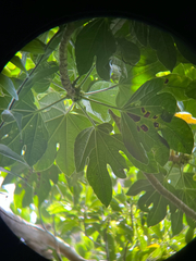 Osmoxylon pectinatum, photograph author not stated, no rights reserved