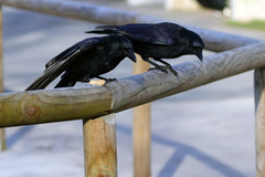 Corvus corone