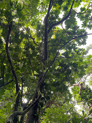 Osmoxylon pectinatum, photograph author not stated, no rights reserved