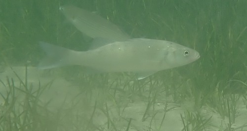 European Seabass