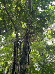 Osmoxylon pectinatum, photograph author not stated, no rights reserved