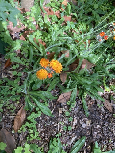 orange hawkweed