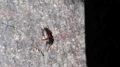 Gynandromorphus etruscus