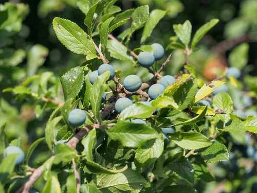 Blackthorn