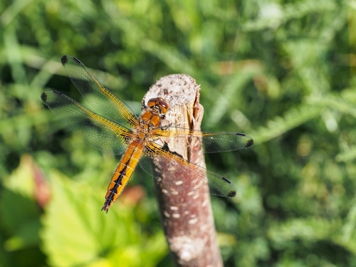 Scarce Chaser
