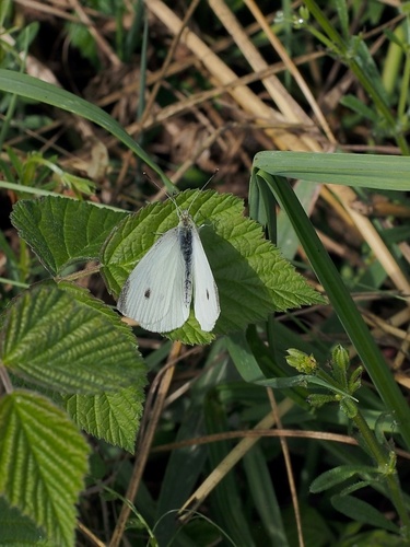 Small White