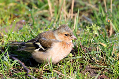 Fringilla coelebs