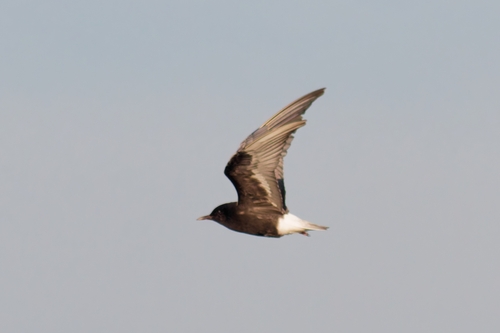 Guifette leucoptère