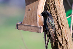 Sturnus vulgaris