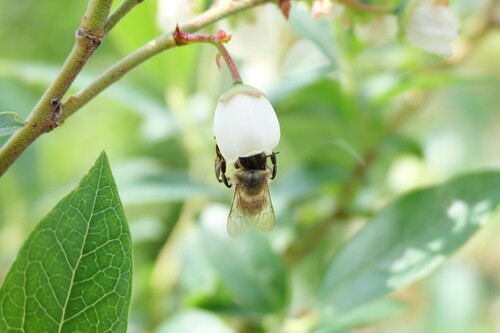 Western Honey Bee
