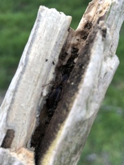 Segestria senoculata