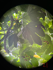 Osmoxylon pectinatum, photograph author not stated, no rights reserved