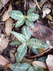 Goodyera