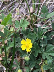 Potentilla pusilla