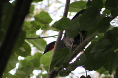Penelope superciliaris