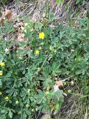 Potentilla pusilla