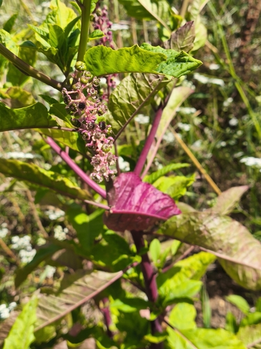 American pokeweed
