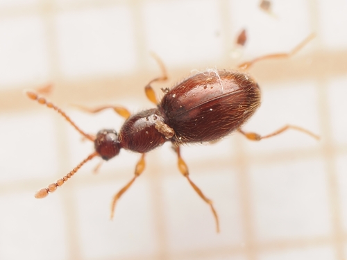 Scydmaenus, 2026-06-05