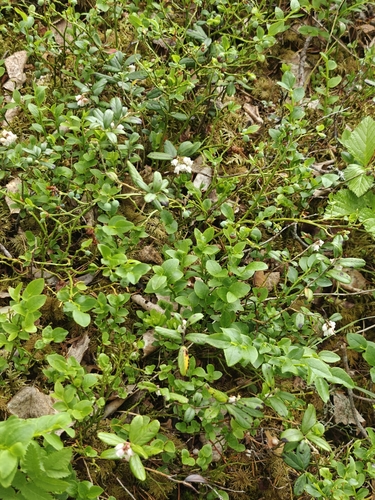 Lingonberry
