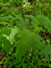 Smallanthus uvedalia