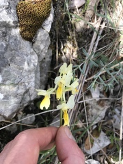 Orchis pauciflora