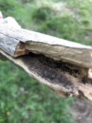 Segestria senoculata