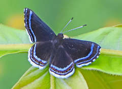 Riodinini