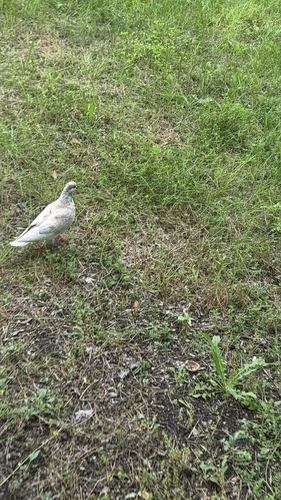Feral Pigeon